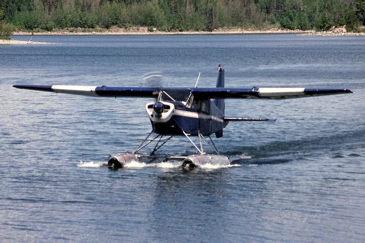 Found Bush Hawk photo 3